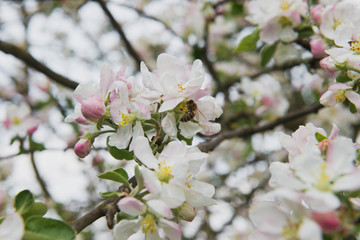 Apple tree in the garden. Spring blooming tree. Beautiful apple flowers on branch