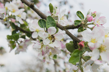 Apple tree in the garden. Spring blooming tree. Beautiful apple flowers on branch