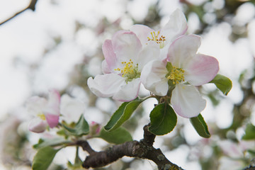Apple tree in the garden. Spring blooming tree. Beautiful apple flowers on branch