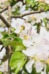 Apple tree in the garden. Spring blooming tree. Beautiful apple flowers on branch