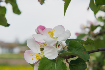 Apple tree in the garden. Spring blooming tree. Beautiful apple flowers on branch