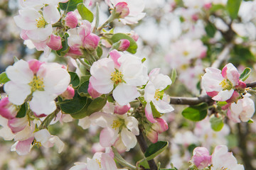 Fototapeta na wymiar Apple tree in the garden. Spring blooming tree. Beautiful apple flowers on branch