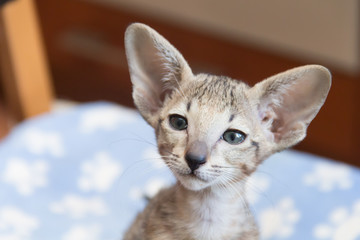 Fototapeta na wymiar Oriental kitten