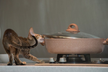 The kitten steals food