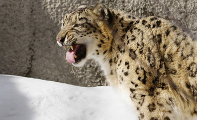 Ирбис, или снежный барс, или снежный леопард.