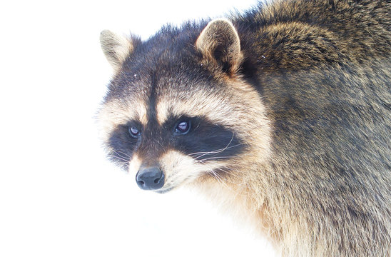 Енот-полоскун или американский енот. Raccoon.