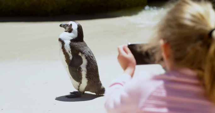Girl taking photo of young penguin bird with mobile phone 