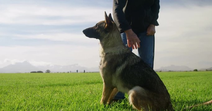 Shepherd dog standing with his owner in the farm 