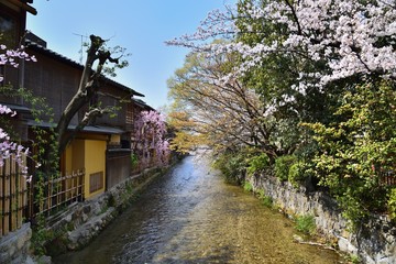 祇園白川の春