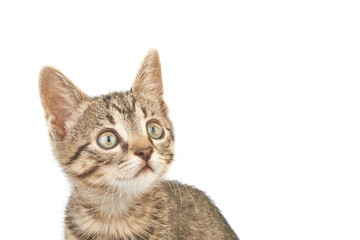 Close-up photo of a brown striped kitten looking up,