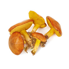 Wild mushrooms on white