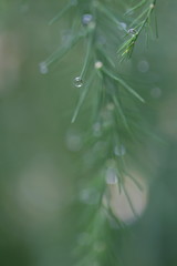 Asparagus branches background with water drops after rain