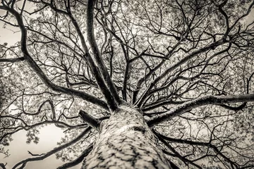 Looking up cracked bark tall pine tree with brunches