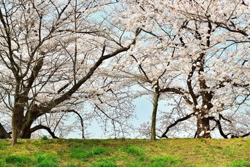 堤の桜
