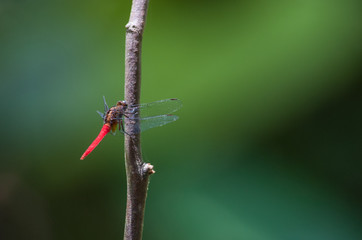 Scarlet Dragonfly on tree branch with bokeh background.Dragon fly with blur nature green background.