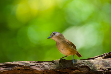 White-chested babbler ( Trichastoma rostratum) birds on tree branch with blur green background.Its natural habitats are subtropical or tropical moist lowland forests.