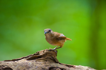 White-chested babbler ( Trichastoma rostratum) birds on tree branch with blur green background.Its natural habitats are subtropical or tropical moist lowland forests.