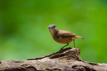 White-chested babbler ( Trichastoma rostratum) birds on tree branch with blur green background.Its natural habitats are subtropical or tropical moist lowland forests.