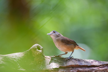 White-chested babbler ( Trichastoma rostratum) birds on tree branch with blur green background.Its natural habitats are subtropical or tropical moist lowland forests.