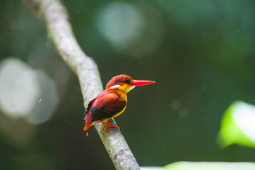 Female and male Rufous-backed Kingfisher bird(Ceyx Rufidorsa), smallest species of Kingfisher on the tree branch eating small fish with green nature background.Colorful bird with bokeh background.