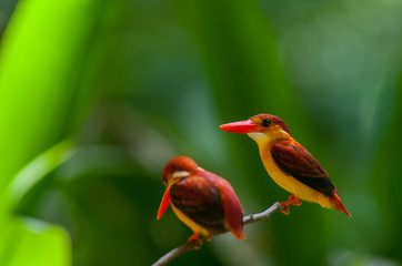 Female and male Rufous-backed Kingfisher bird(Ceyx Rufidorsa), smallest species of Kingfisher on the tree branch eating small fish with green nature background.Colorful bird with bokeh background.