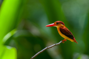Female and male Rufous-backed Kingfisher bird(Ceyx Rufidorsa), smallest species of Kingfisher on...