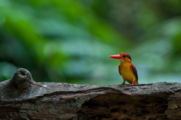 Female and male Rufous-backed Kingfisher bird(Ceyx Rufidorsa), smallest species of Kingfisher on the tree branch eating small fish with green nature background.Colorful bird with bokeh background.