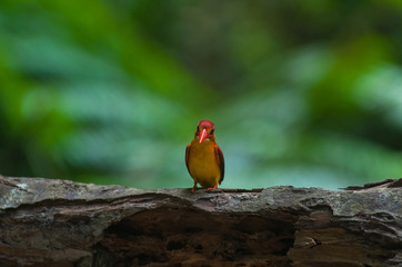 Female and male Rufous-backed Kingfisher bird(Ceyx Rufidorsa), smallest species of Kingfisher on the tree branch eating small fish with green nature background.Colorful bird with bokeh background.