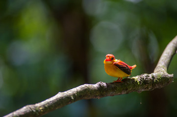 Female and male Rufous-backed Kingfisher bird(Ceyx Rufidorsa), smallest species of Kingfisher on the tree branch eating small fish with green nature background.Colorful bird with bokeh background.