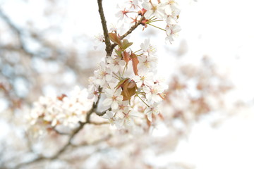桜