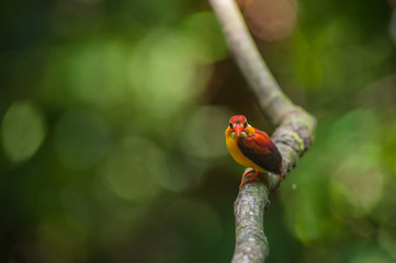 Female and male Rufous-backed Kingfisher bird(Ceyx Rufidorsa), smallest species of Kingfisher on the tree branch eating small fish with green nature background.Colorful bird with bokeh background.