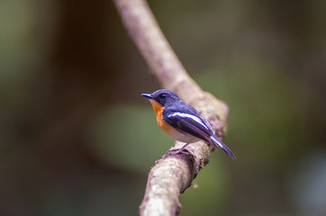 Rufous-chested flycatcher (Ficedula dumetoria) is a species of bird in the family Muscicapidae. Its natural habitats are subtropical or tropical moist montane forests.Bird on tree branch.