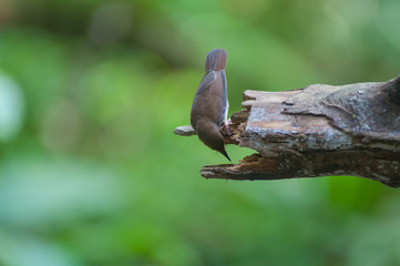 White-chested babbler ( Trichastoma rostratum) birds on tree branch with blur green background.Its natural habitats are subtropical or tropical moist lowland forests.
