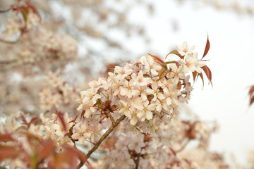 Fototapeta premium 桜