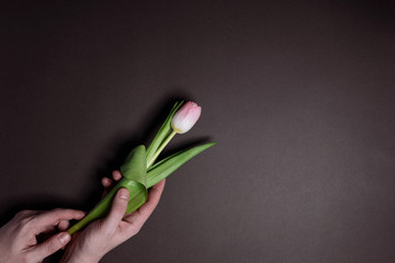 hands with tulips. the concept of laying flowers to fallen heroes