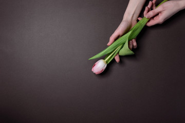 hands with tulips. the concept of laying flowers to fallen heroes