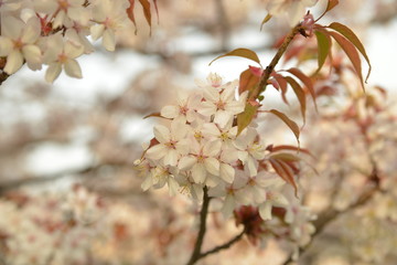 桜