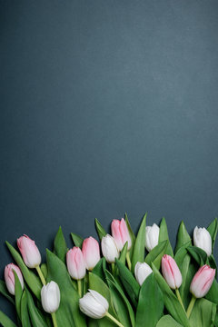 Fototapeta still life spring gentle white and pink tulips
