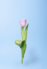 tulip hanging over a blue background