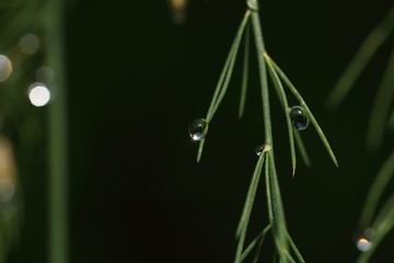 Asparagus branches background with water drops after rain