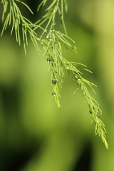 Asparagus branches background with water drops after rain