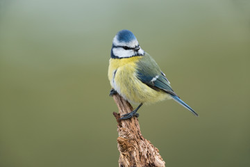 Eurasian blue tit, Cyanistes caeruleus