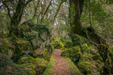 Obraz premium Sentiero nella misteriosa foresta 
