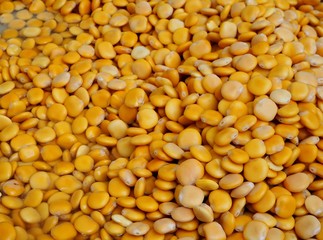 Lupin beans, scientific name is Lupinus albus, in a big heap. Yellow food background.
