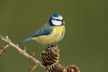 Eurasian blue tit, Cyanistes caeruleus