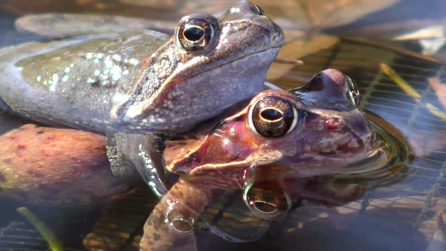 Kreuzkr&ouml;te (Epidalea calamita) - Natterjack toa