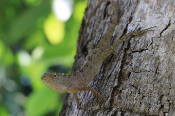 Close up the small yellow chameleon on the tree and white bokeh on green background