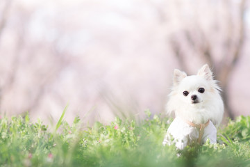 Fototapeta premium チワワと桜 15