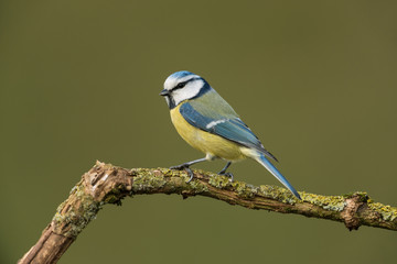 Eurasian blue tit, Cyanistes caeruleus