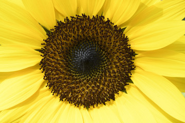Fototapeta premium Zoomed right into this sunflower to see it up close to show the details